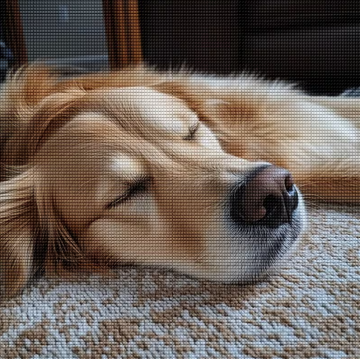 Borduren goldenretriever