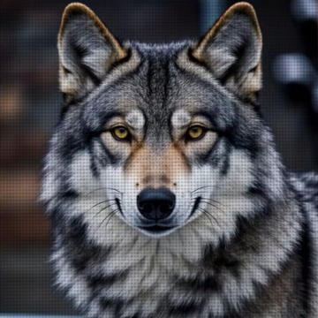 Wolf1